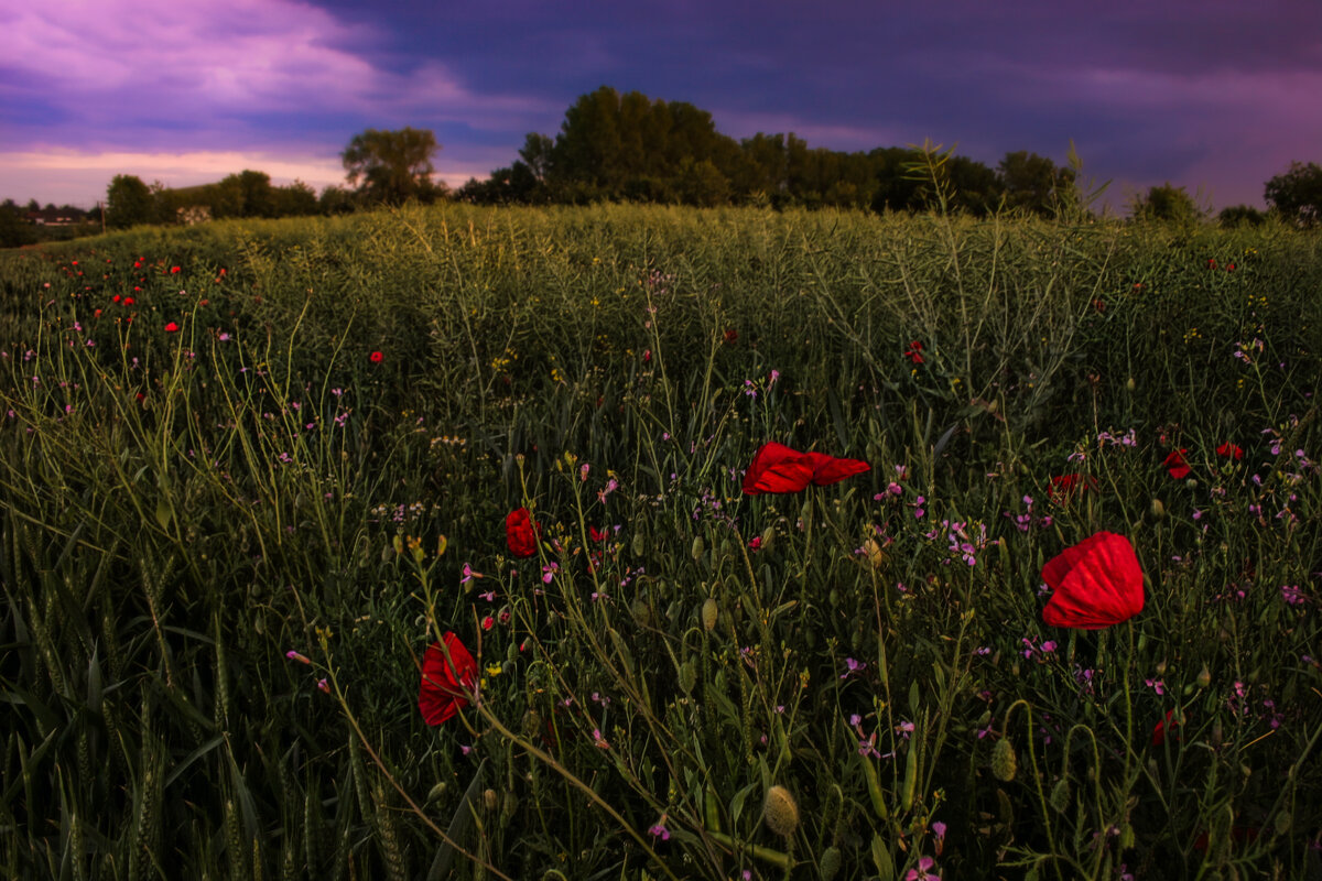 Краски весеннего вечера - Valziwa 