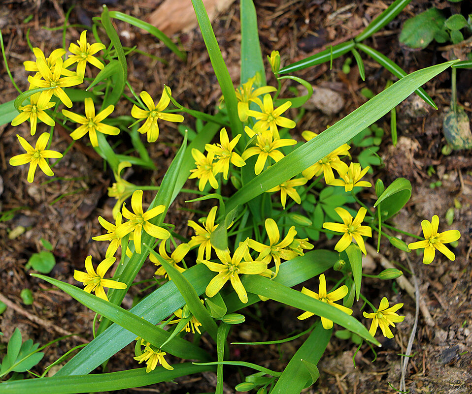 Рассыпалось золото по земле... - Светлана 