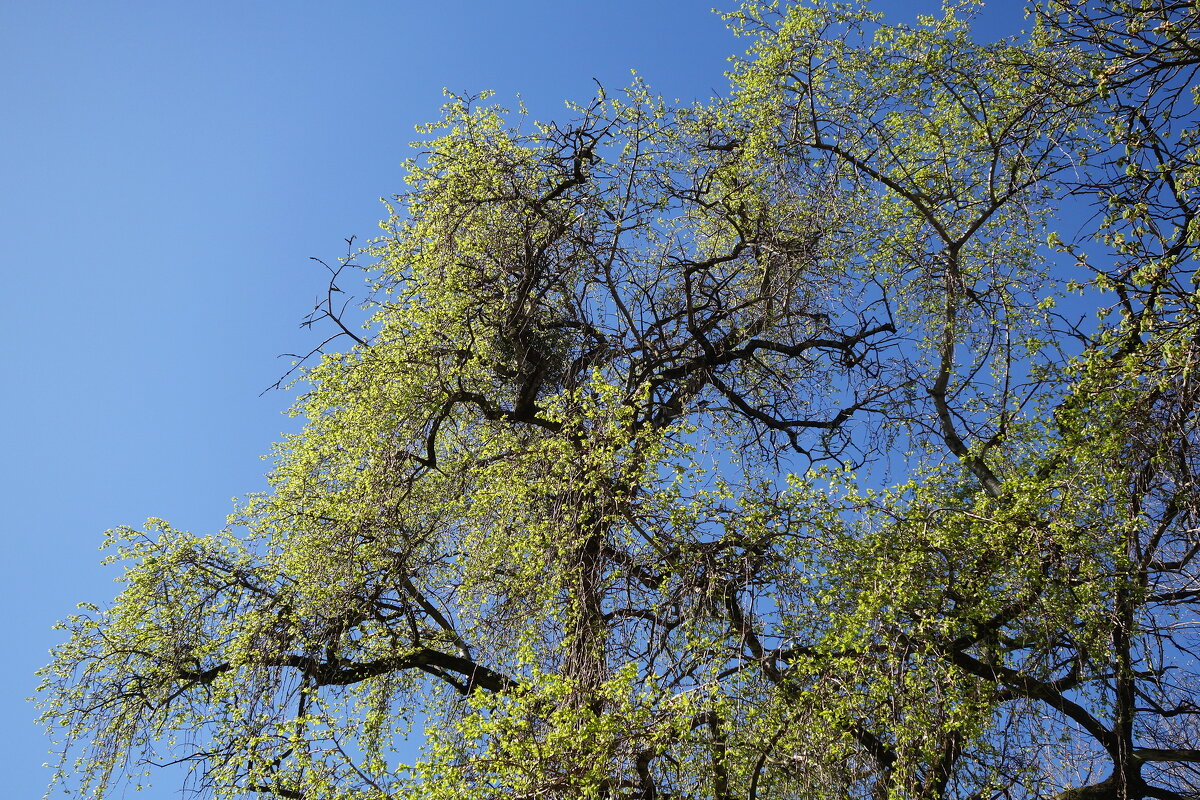 Апрельские этюды - Рита Симонова