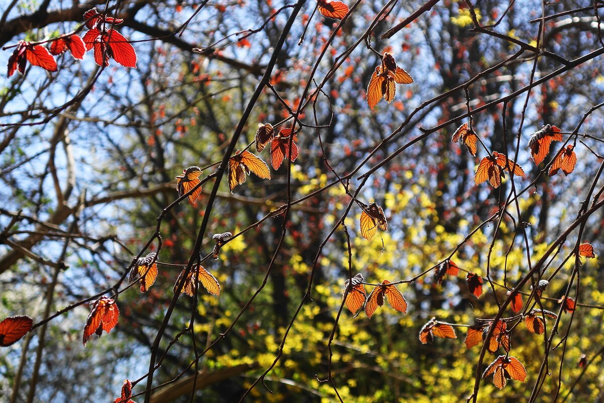 Апрельские этюды - Рита Симонова