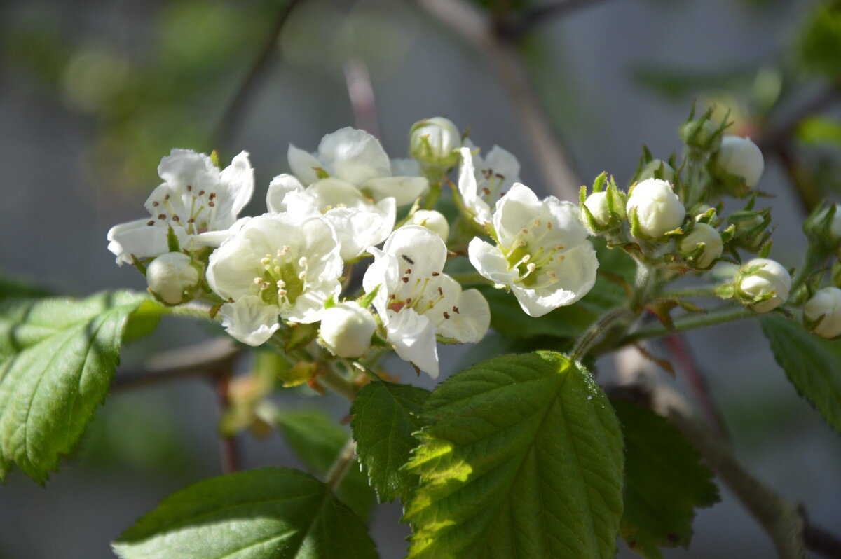 Боярышник сибирский - Надежда Куркина 