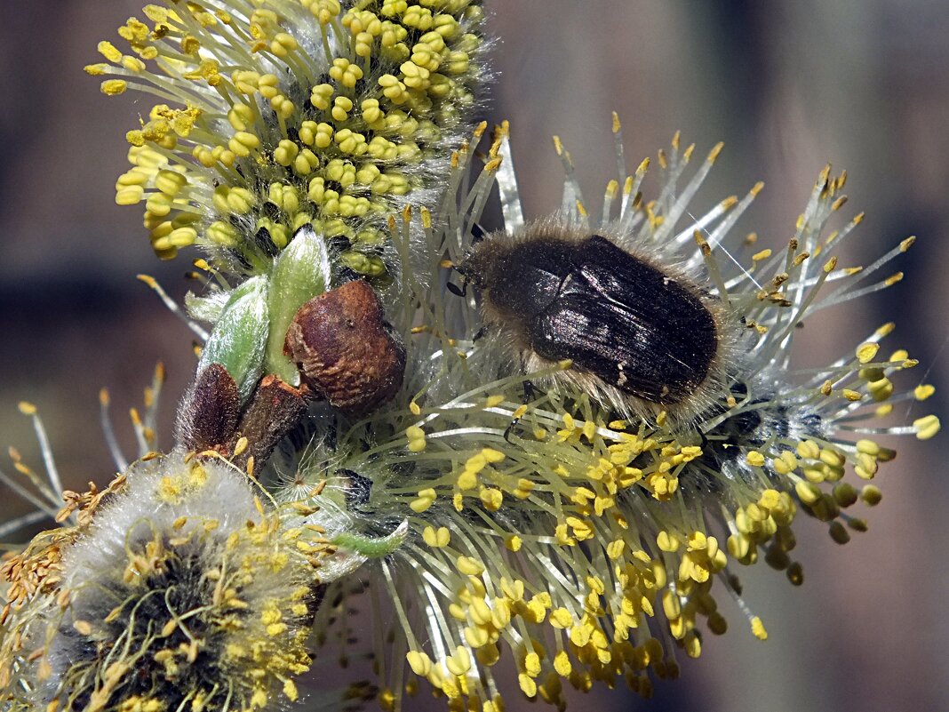 ** - Зоя Мишина