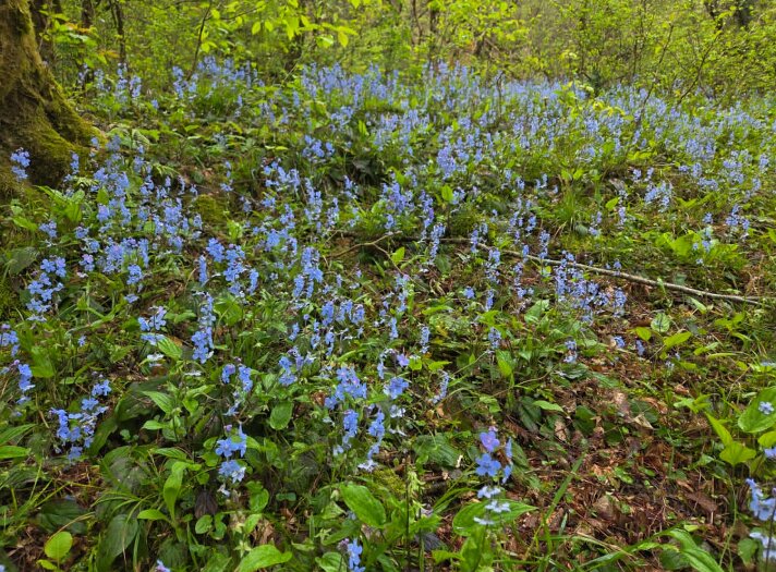 Прогулка в лесу - Tata Wolf