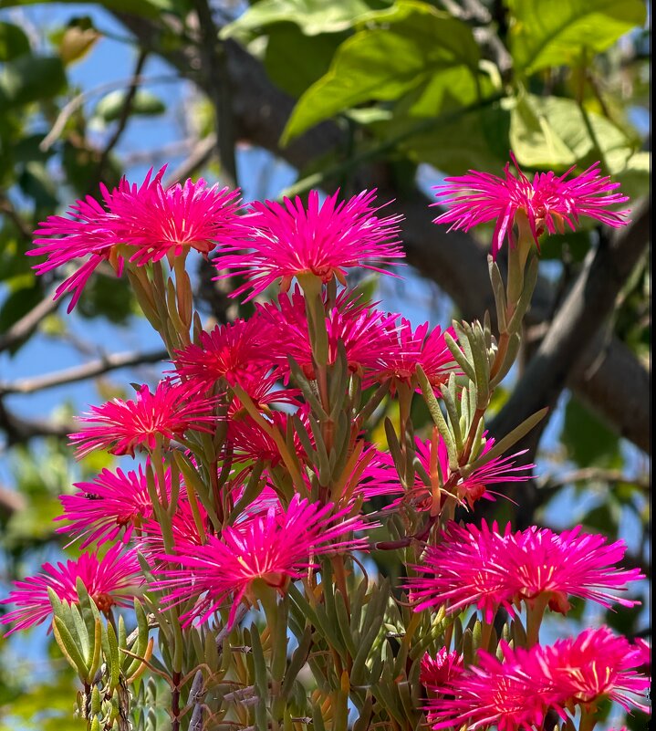 Лампранта великолепная в тени лимона. - Александр Деревяшкин
