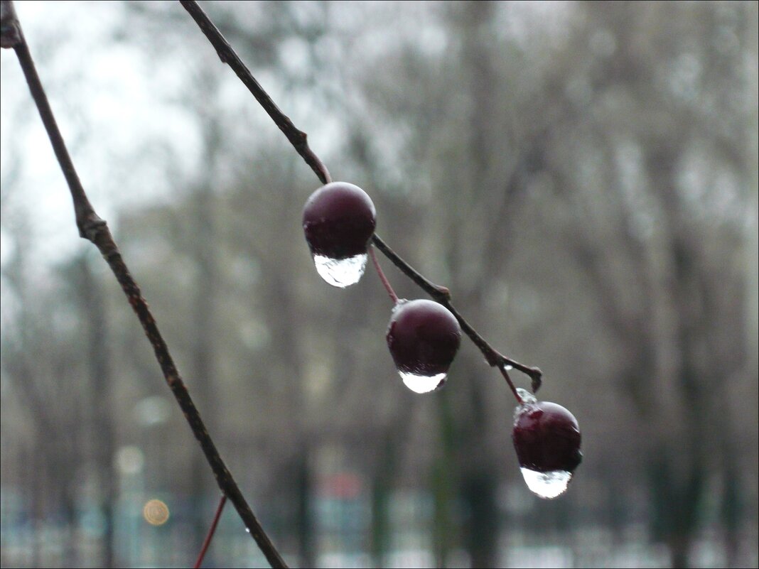 Слёзки! - Надежда 