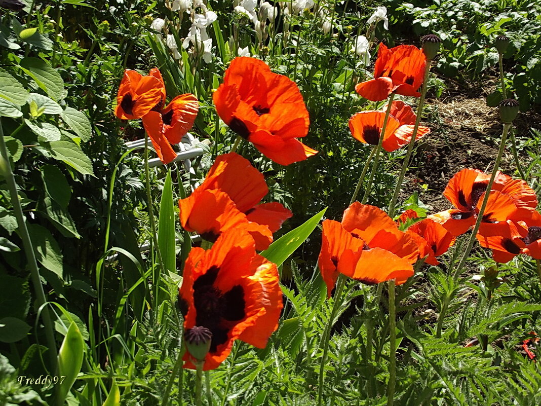 Маки - Freddy 97