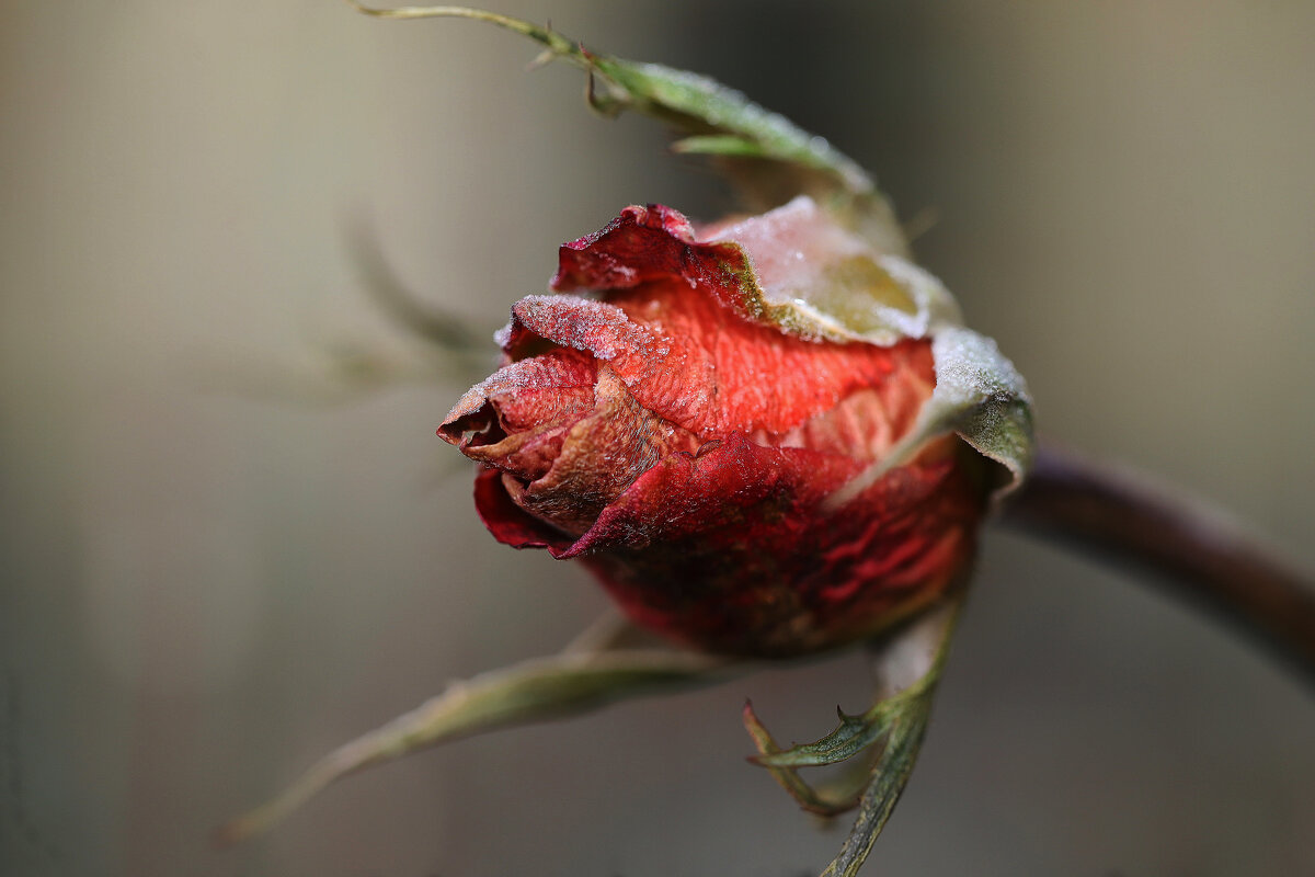 Роза в инее - Татьяна Салиева