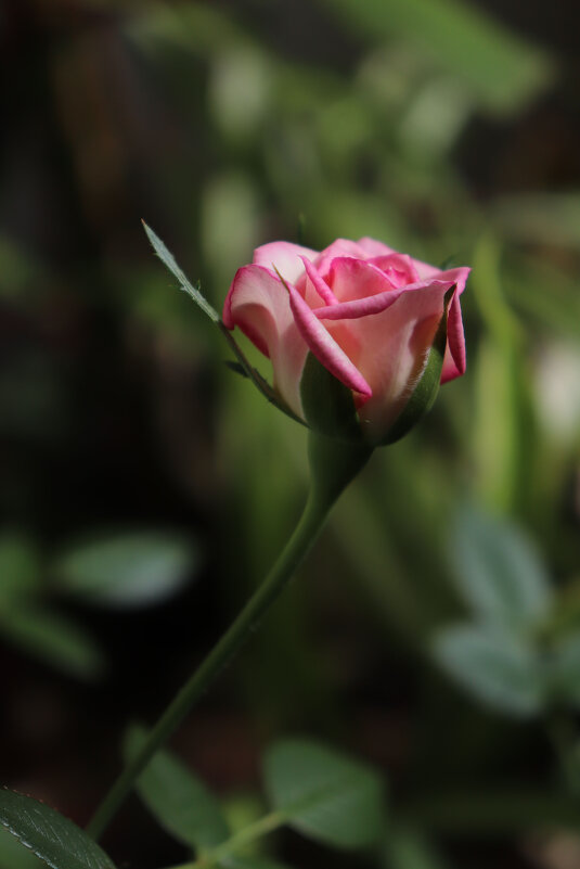На подоконнике расцвела еще одна розочка! - Наталья Лунева 