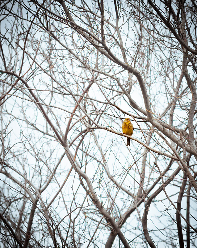 Обыкновенная овсянка (самец) - Алефтина 