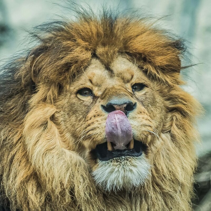 африканский лев - Аркадий Лаптенко