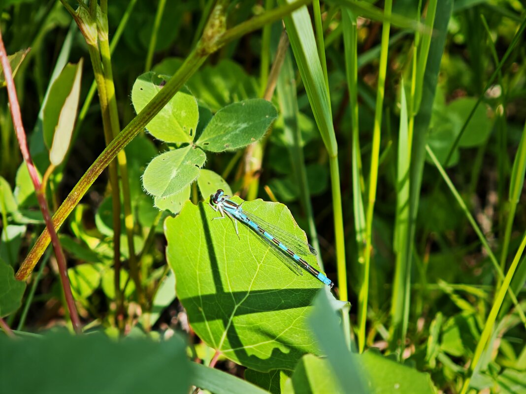 Стрекоза - Александр 