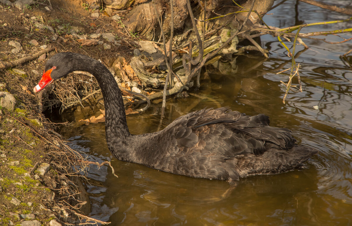 Весенняя картинка - Александра 