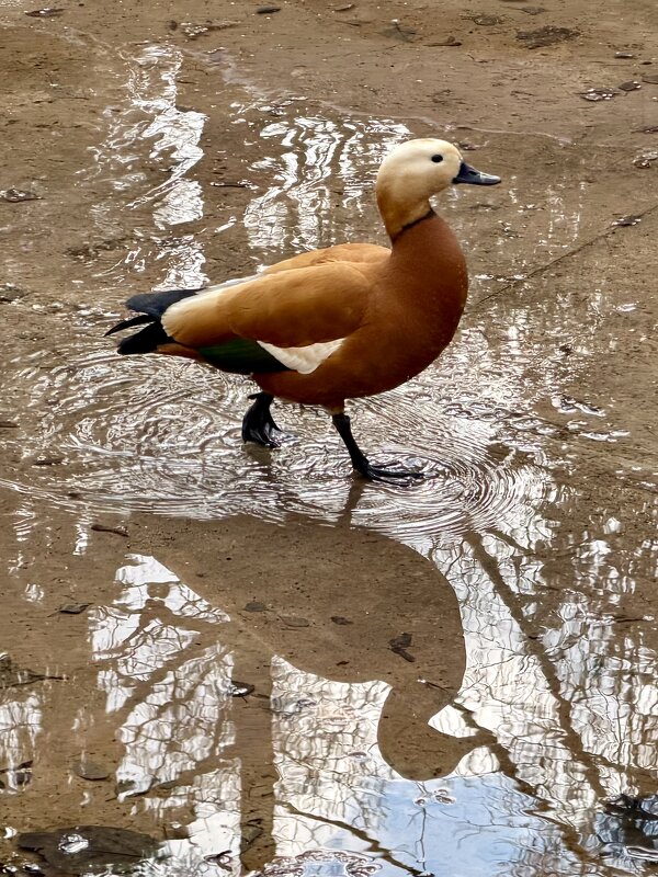 А я иду такая вся… - Pippa 