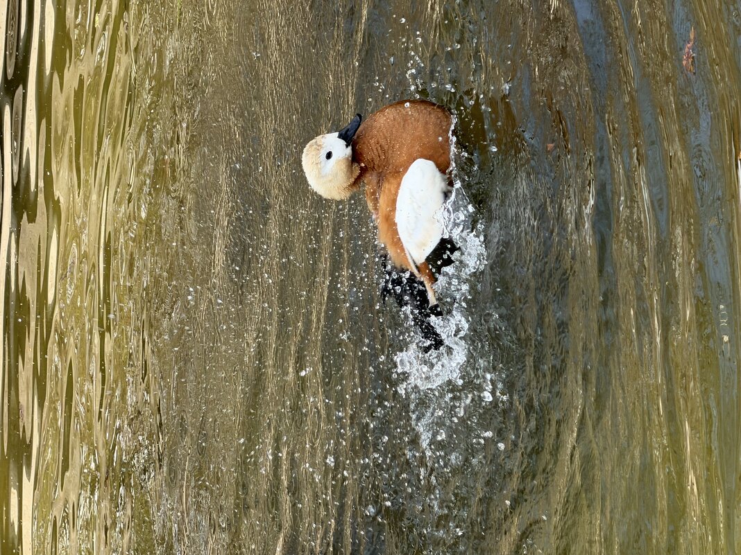 Плещется, как… утка! - Pippa 
