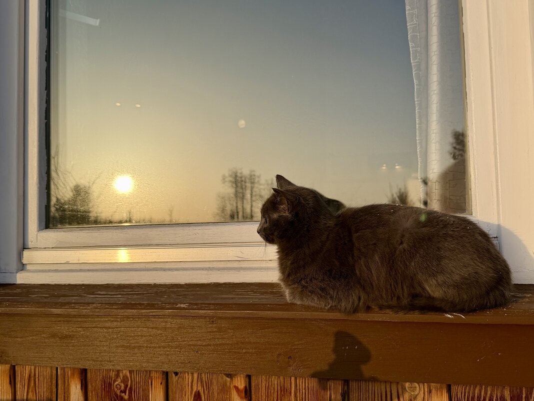 Которелакс. - Pippa 