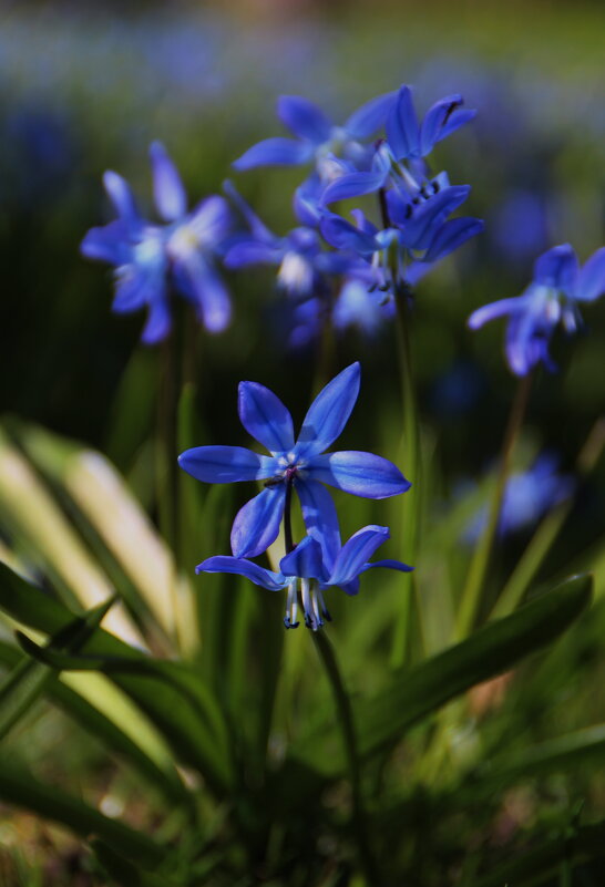 Дружно цветут по весне..:) - Татьян@ Ивановна