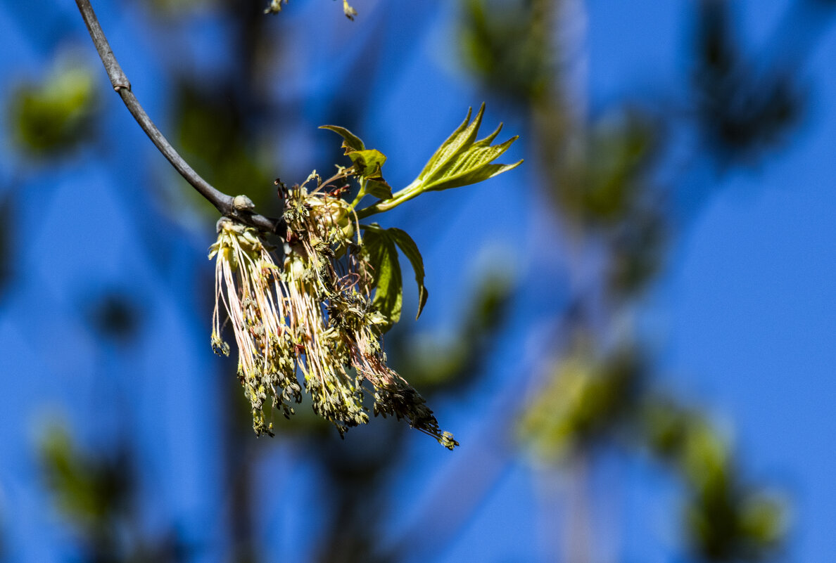 Б/Н - Николай 