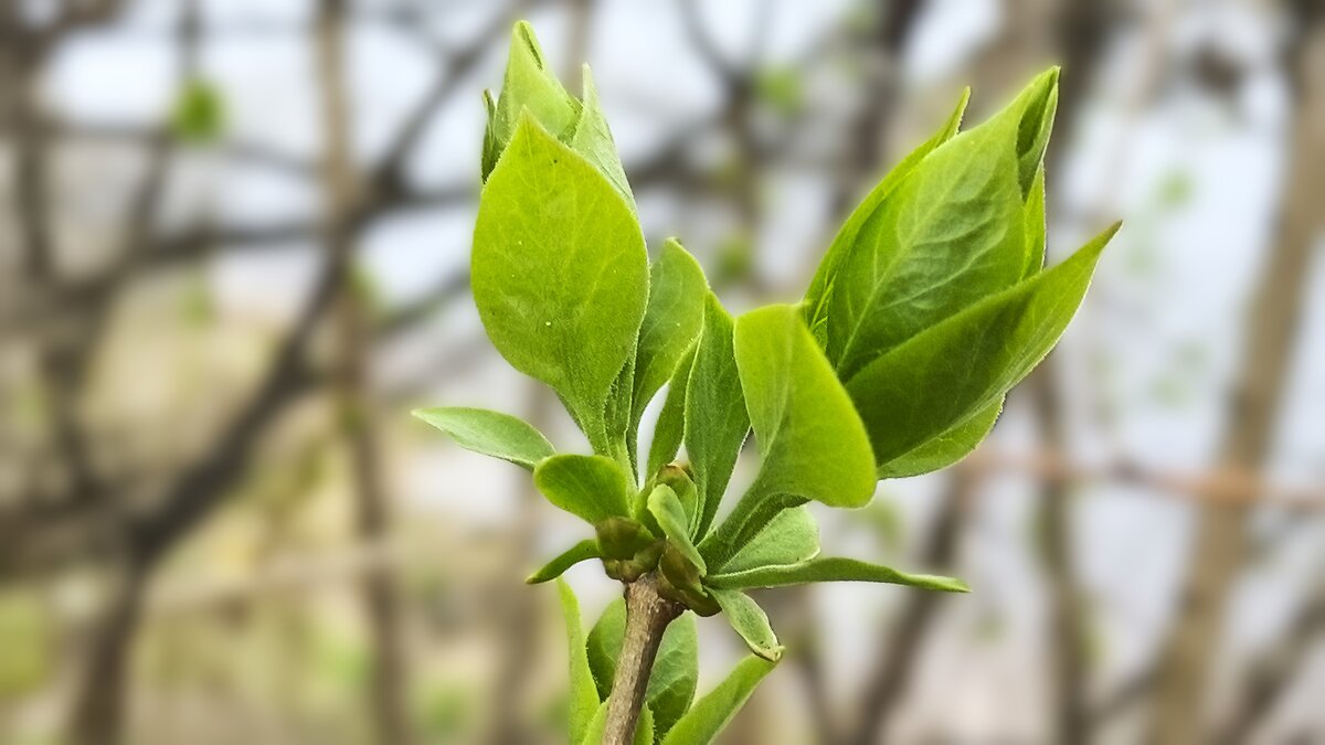 ***листва молодая*** - Olga Oskolkova