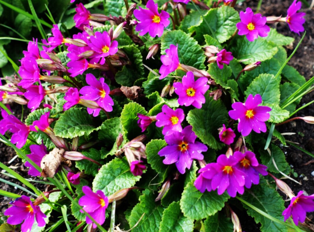 Зацвела примула- Первоцвет обыкновенный - Aida10 