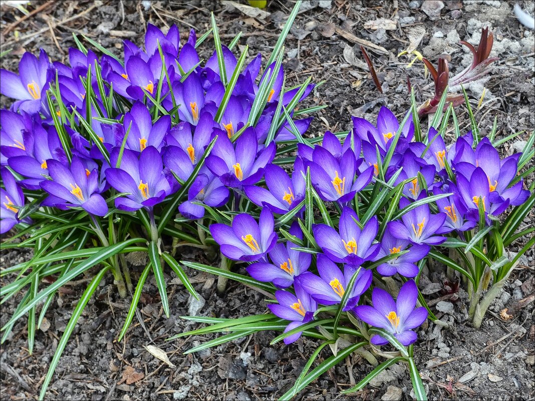 Весна пришла... - Валентина *