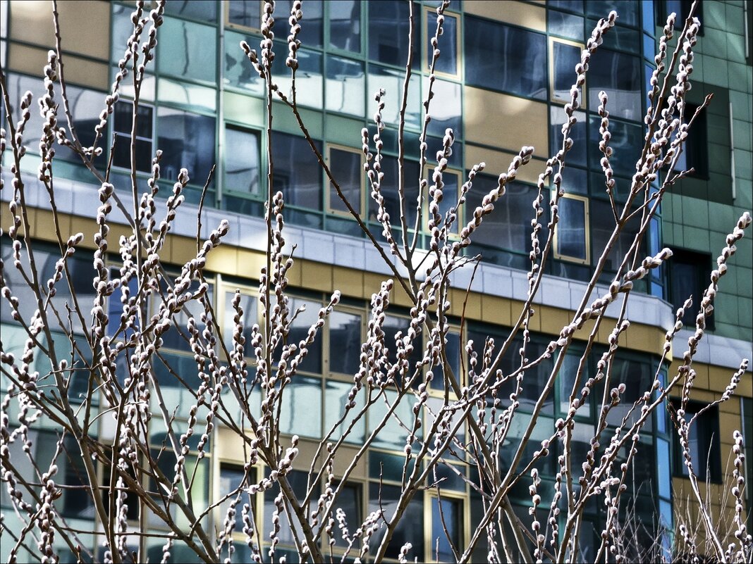 Верба цветёт - Валентина *