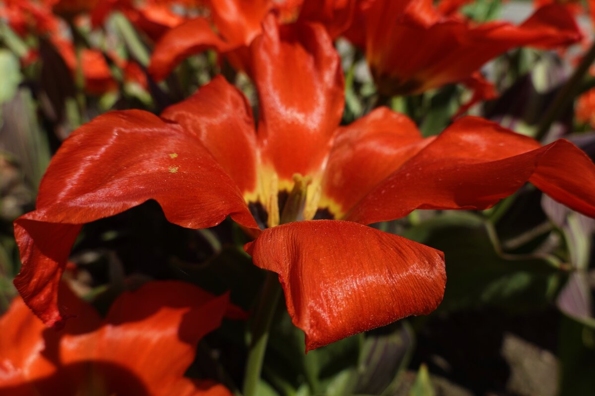 Тюльпан, под  жарким солнцем...апреля... - Галина 