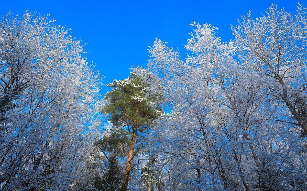 Синева - Иван Генералов