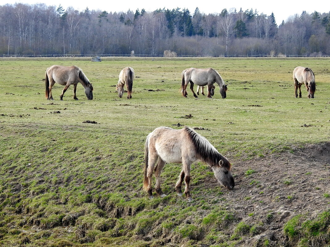 ДИКИЕ ЛОШАДИ - ИННА ПОРОХОВА