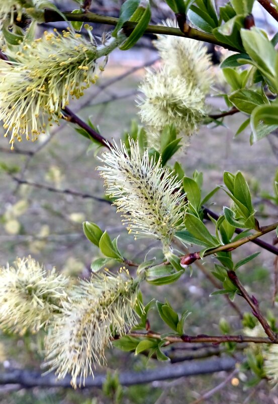 Природа в апреле - Наталья Герасимова