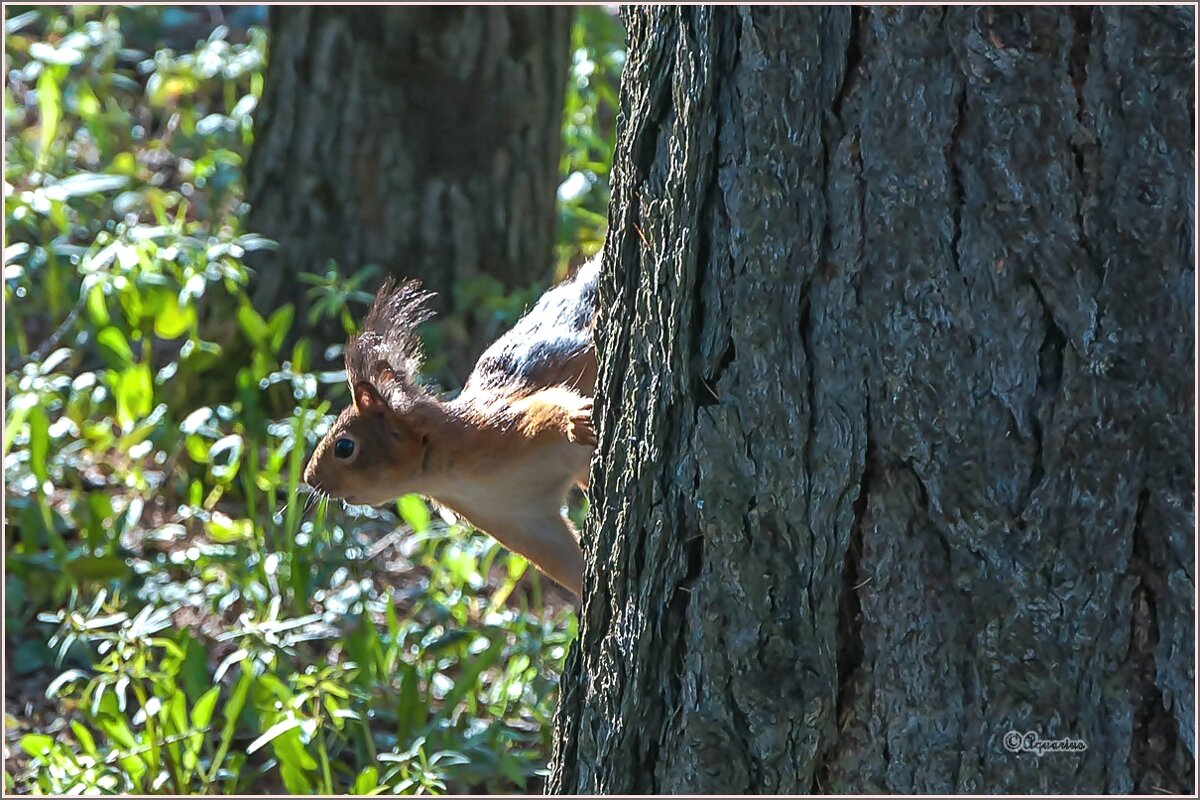 Однажды в мае... - Aquarius - Сергей