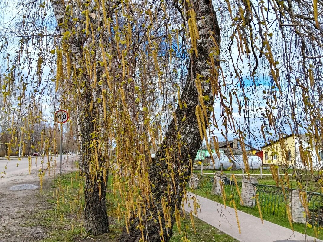 Березовая аллея весной - Елена Сухорученкова