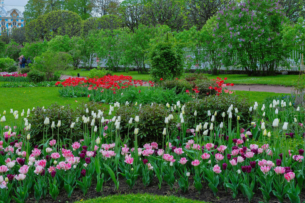 Весна в парке Екатерининского дворца - Татьяна Машошина