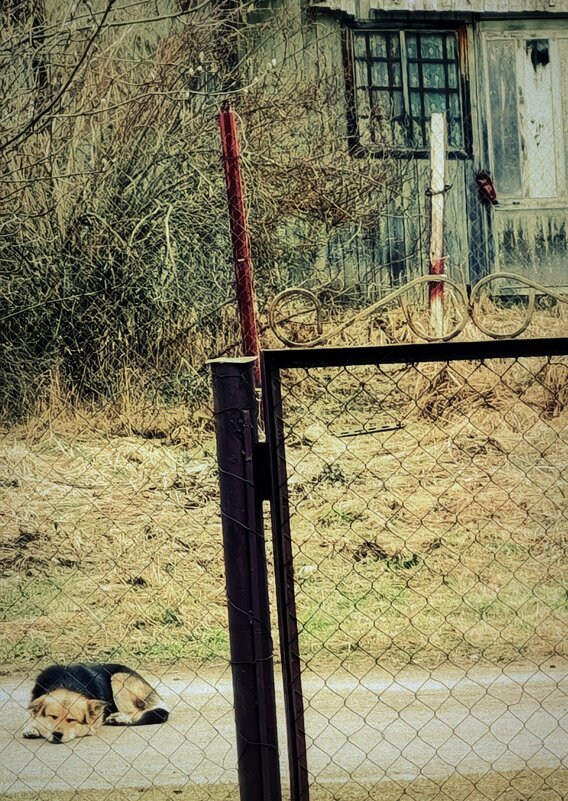 он всё ещё приходит в надежде встретить шарика... - Любовь 