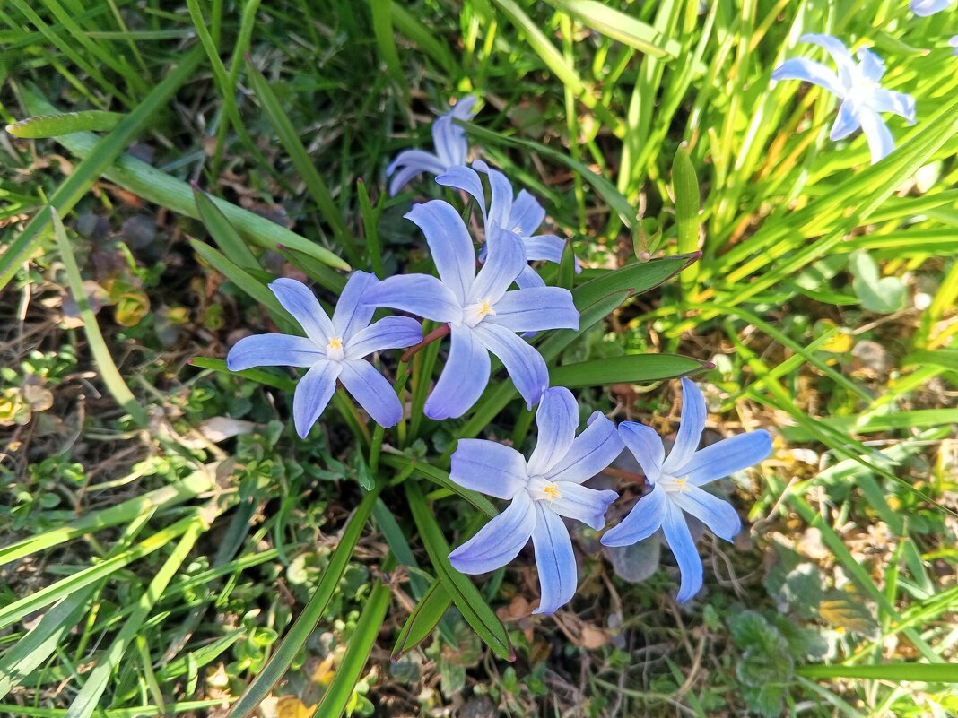 Хионодокса - Сапсан 