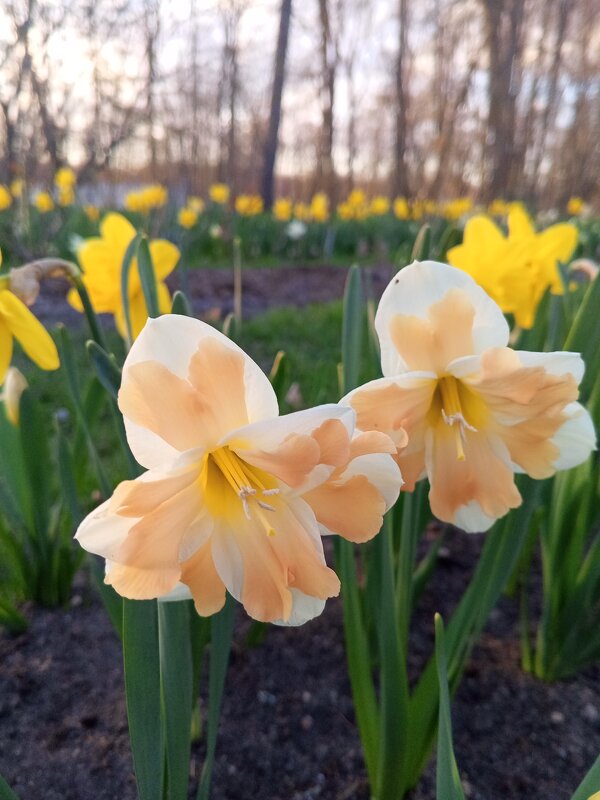 Нарциссы - Сапсан 