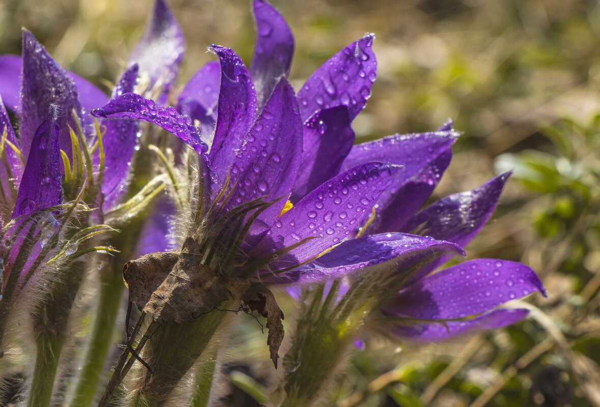 Сон-трава - Галина Новинская