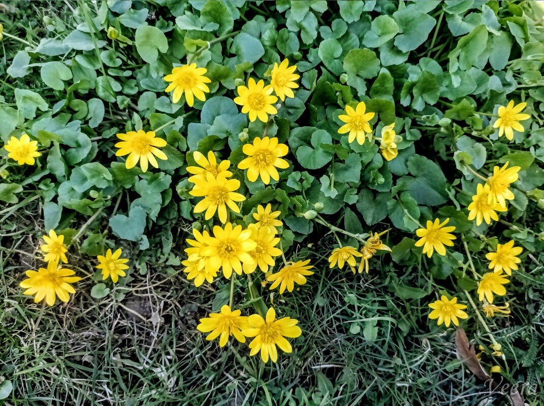 Чистят весенний - Veera V