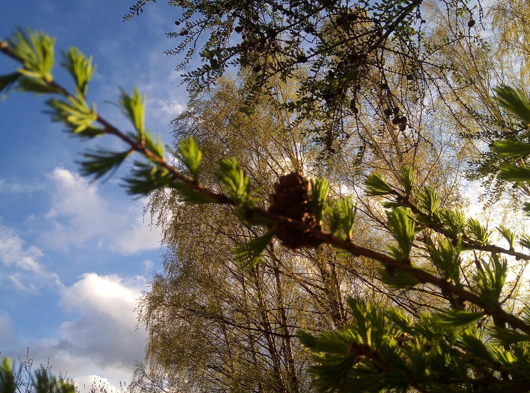 Листвиница - Сергей Кочнев