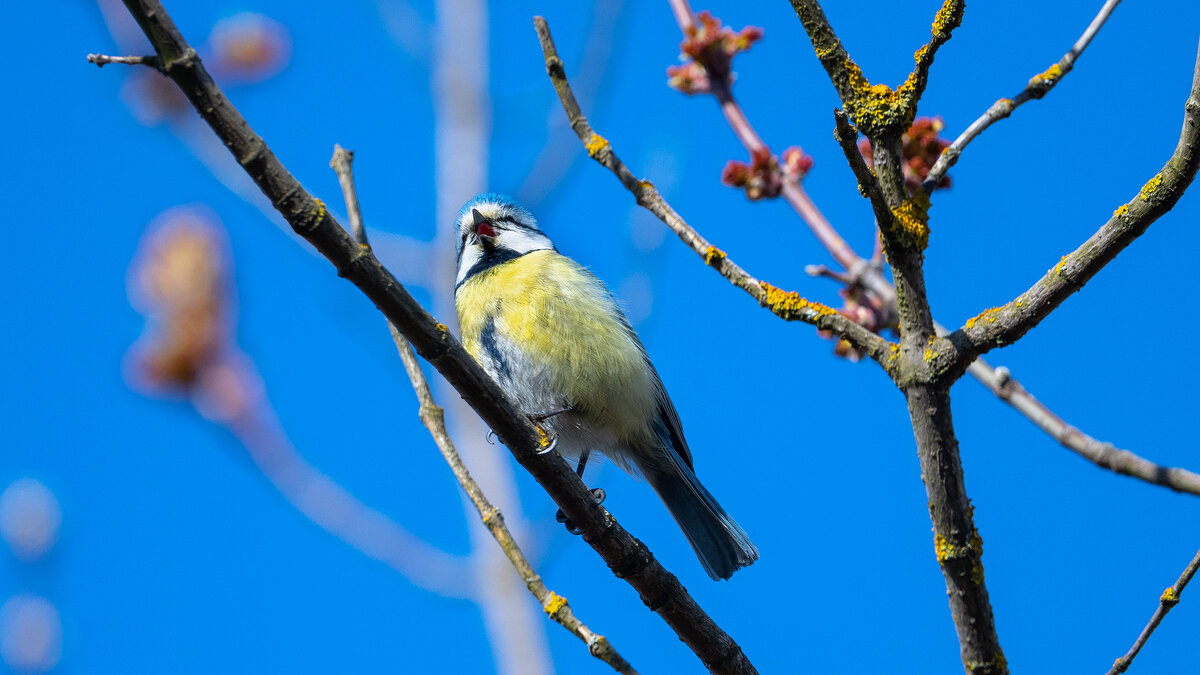 Лазоревка - Владимир Лазарев