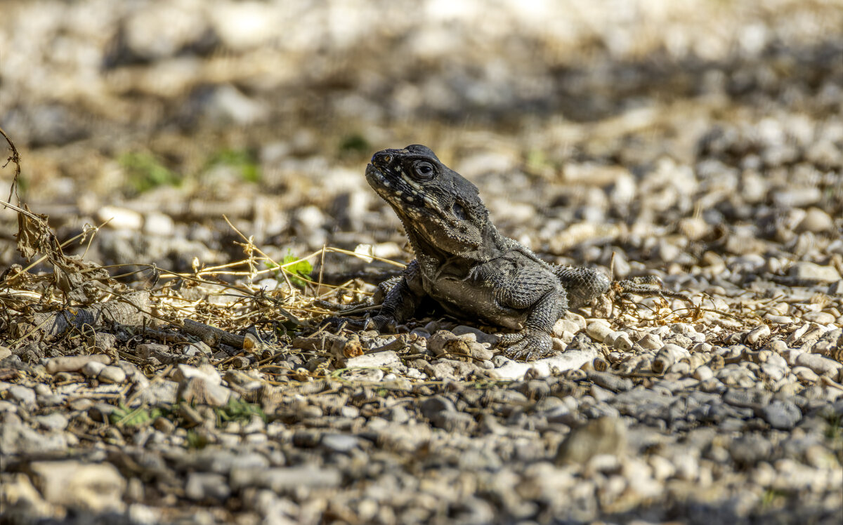Стеллион. - Alexander Amromin