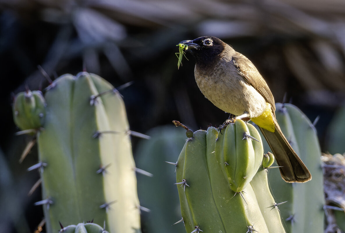 Желтогузый бюльбюль. - Alexander Amromin