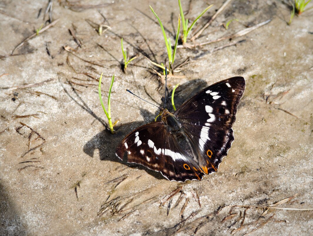 Бабочка - Александр 