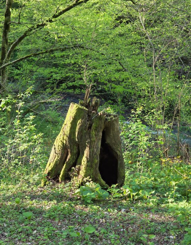 СТАРЫЙ ПЕНЬ - Tata Wolf