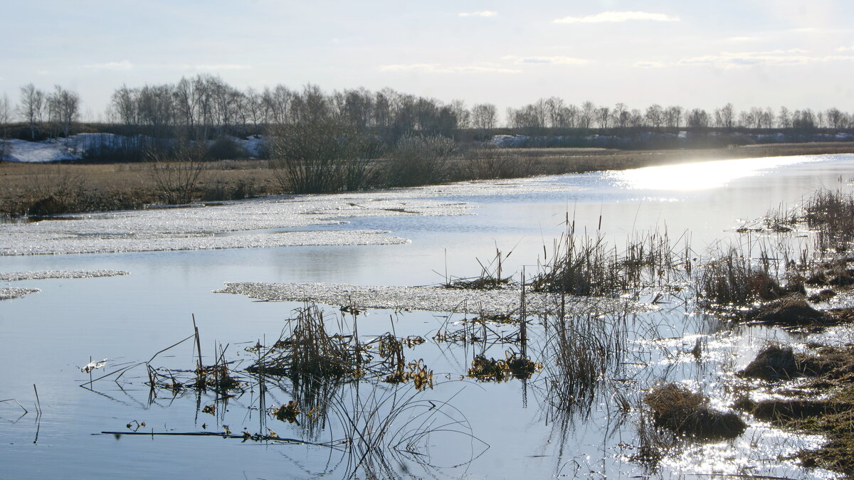 Весна в контровом свете. - сергей ермошкин
