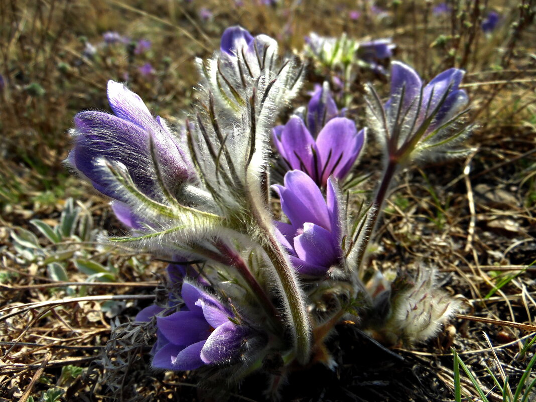 Сон-трава. - nadyasilyuk Вознюк
