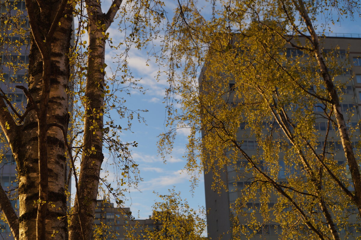 солнце светит и деревья золотеют - Anna-Sabina Anna-Sabina