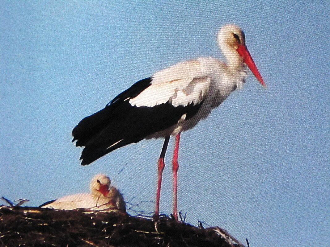Аисты в гнезде - Людмила Смородинская