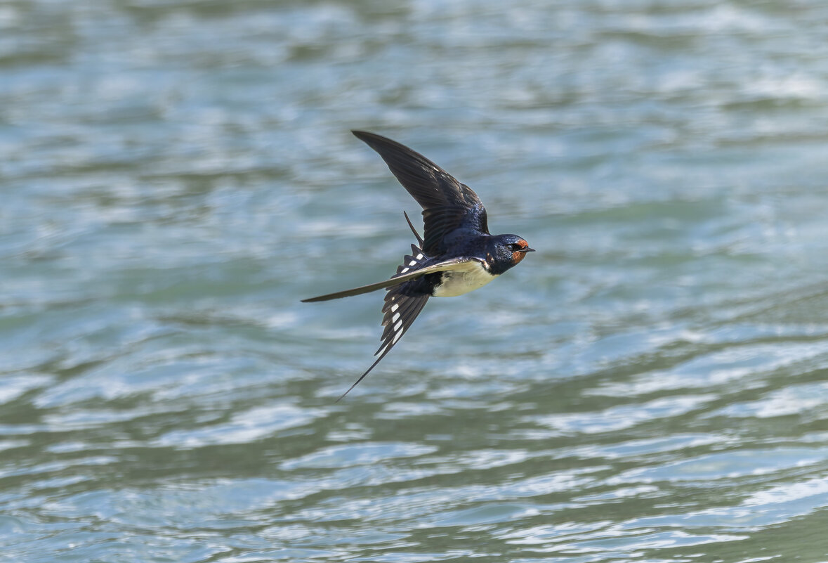 ласточка деревенская. - юрий макаров