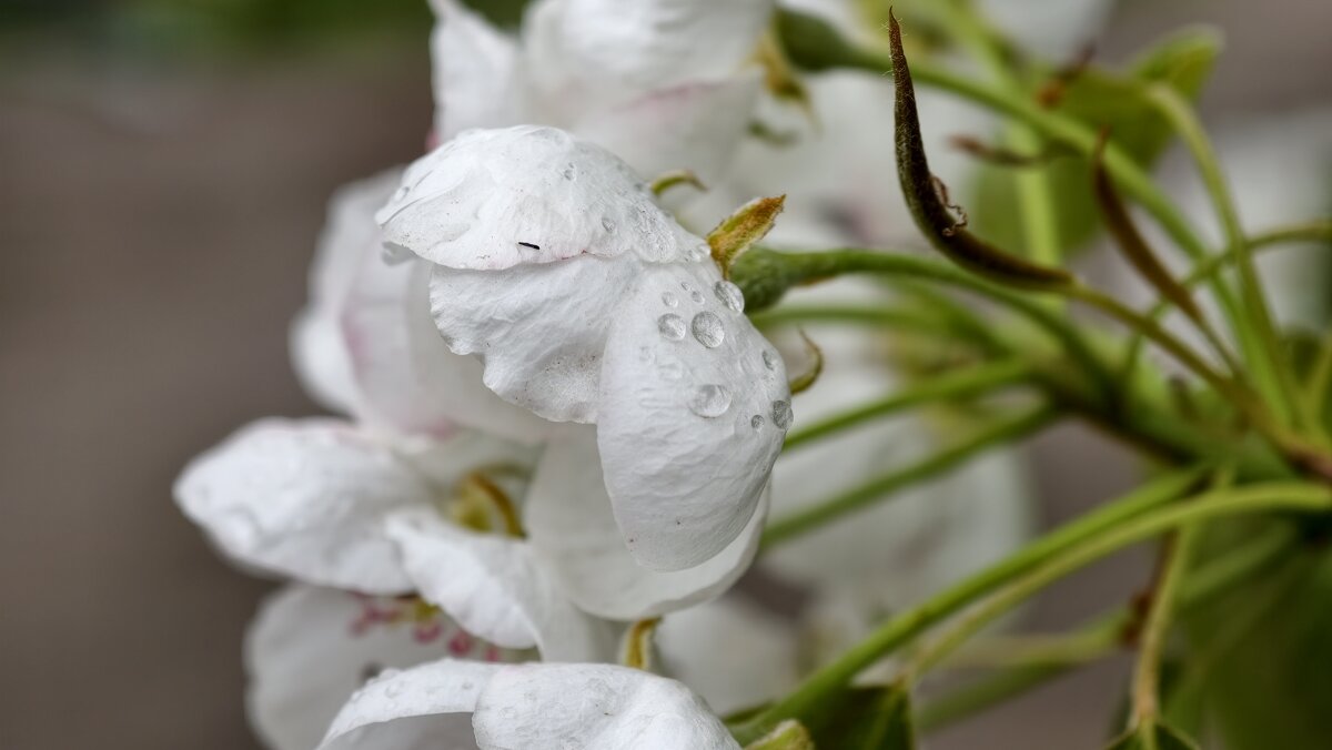 Нежное соцветие яблони - Мариша Тим