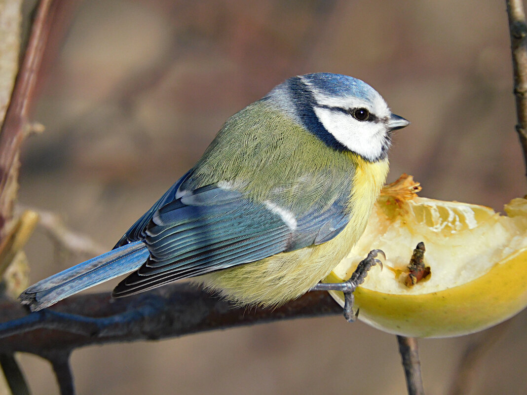 Лазоревка на яблоке - Лина 